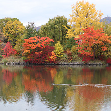 中島公園の紅葉の写真
