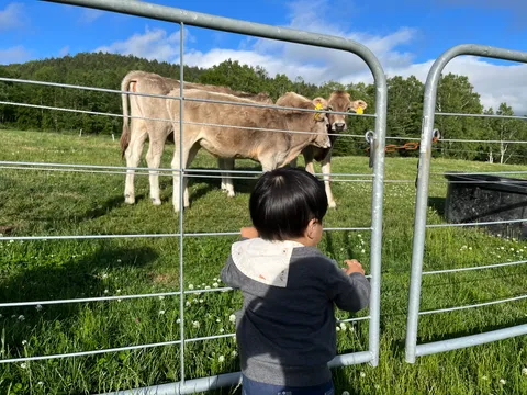 青い空と緑がいっぱいの中牧場の牛を眺める我が子。