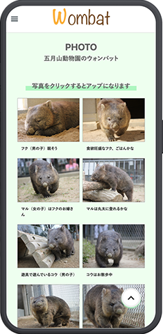 ウォンバットの生態や魅力を解説した紹介セクション
