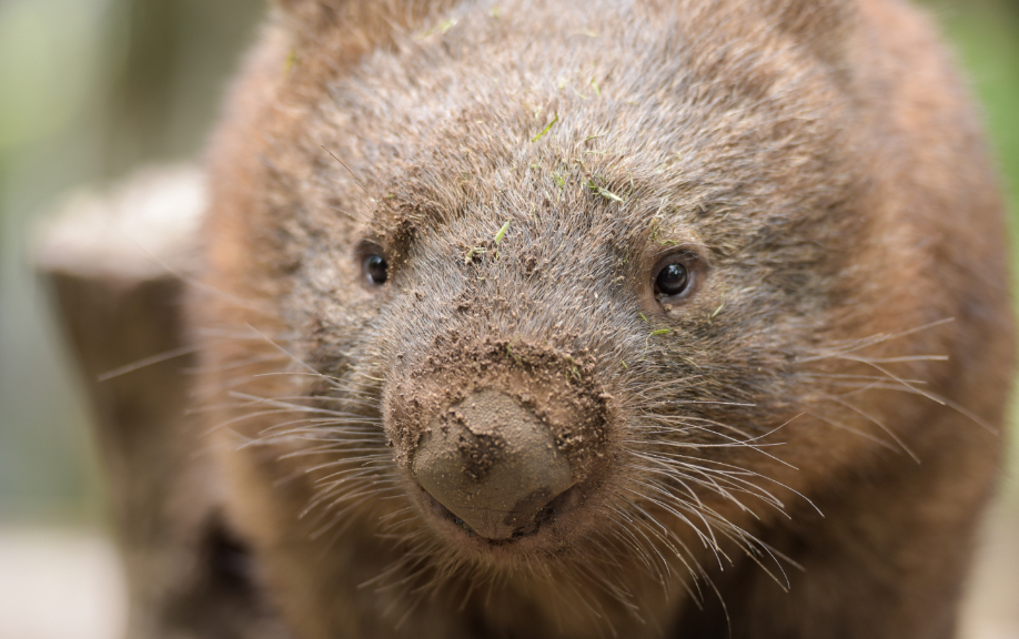 ずんぐりむっくり脱力系癒し動物ウォンバット｜I’m a wombat